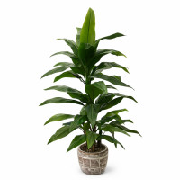 İnce Yapraklı Ağaç